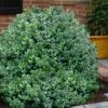 Gordo Boxwood - 1 Gallon Pot -Orchard Essence buxus gordo boxwood 1