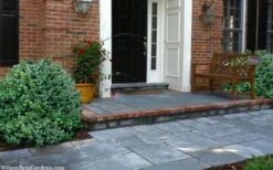 Gordo Boxwood - 5 Pack Of Quart Pots 14 Gordo Boxwood - 5 Pack Of Quart Pots -Orchard Essence buxus gordo boxwood 2 1