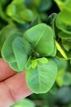 Gordo Boxwood - 5 Pack Of Quart Pots 12 Gordo Boxwood - 5 Pack Of Quart Pots -Orchard Essence buxus gordo boxwood 3 1