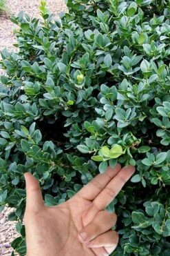 Gordo Boxwood - 5 Pack Of Quart Pots 13 Gordo Boxwood - 5 Pack Of Quart Pots -Orchard Essence buxus gordo boxwood 4 1