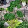 Green Mountain Boxwood Pom Pom Topiary - 7 Gallon Pot 1 Green Mountain Boxwood Pom Pom Topiary - 7 Gallon Pot -Orchard Essence buxus green mountain boxwood pom pom topiary 2