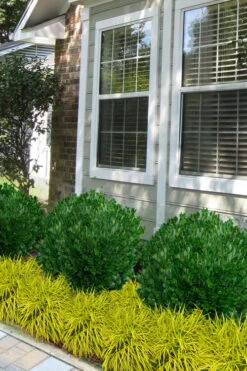 Richard Boxwood (Buxus Harlandii) - 3 Gallon Pot 12 Richard Boxwood (Buxus Harlandii) - 3 Gallon Pot -Orchard Essence buxus harlandii richard dwarf boxwood 5