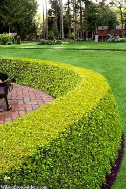 Golden Triumph Variegated Dwarf Boxwood - 1 Gallon Pot -Orchard Essence buxus microphylla golden triumph boxwood hedge 2 2