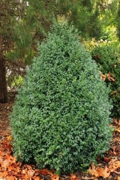 John Baldwin Pyramidal Boxwood - 3 Gallon Pot -Orchard Essence buxus microphylla john baldwin boxwood 6 1