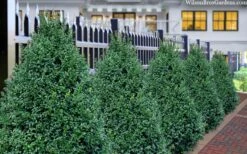 John Baldwin Pyramidal Boxwood - 3 Gallon Pot -Orchard Essence buxus microphylla john baldwin boxwood 8 1