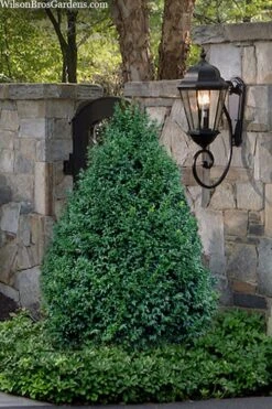 John Baldwin Pyramidal Boxwood - 3 Gallon Pot -Orchard Essence buxus microphylla john baldwin boxwood 9 1