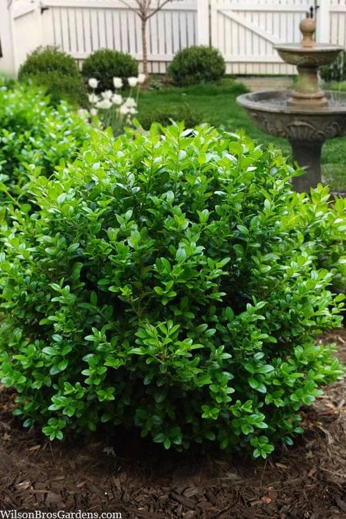 Little Missy Dwarf Boxwood - 2.5 Gallon Pot 3 Little Missy Dwarf Boxwood - 2.5 Gallon Pot