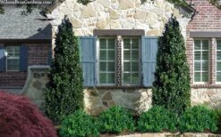 Arctic Emerald Columnar Boxwood - 1 Gallon Pot -Orchard Essence buxus sempervirens arctic emerald boxwood 103 1