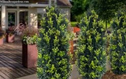 Arctic Emerald Columnar Boxwood - 1 Gallon Pot -Orchard Essence buxus sempervirens arctic emerald boxwood 105 1