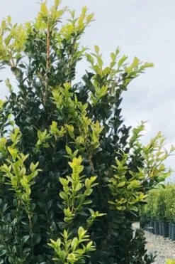 Arctic Emerald Columnar Boxwood - 6 Pack Of 1 Gallon Pots -Orchard Essence buxus sempervirens arctic emerald boxwood 12