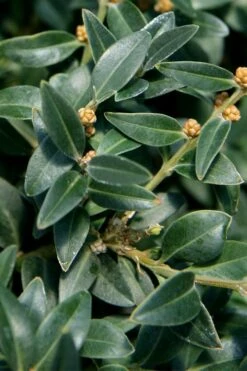 Arctic Emerald Columnar Boxwood - 6 Pack Of 1 Gallon Pots -Orchard Essence buxus sempervirens arctic emerald boxwood 16