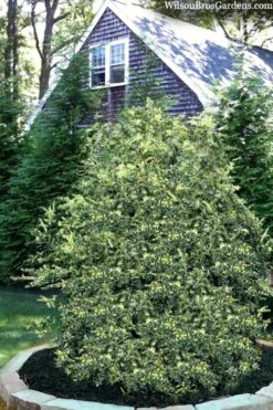 Golden Weeping Boxwood (Buxus Sempervirens 'Aurea Pendula') - 1 Gallon Pot -Orchard Essence buxus sempervirens aurea pendula variegated weeping boxwood 3