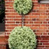 Variegated Boxwood 2-Ball Poodle Tier Topiary - 5 Gallon Pot -Orchard Essence buxus sempervirens aureovariegata boxwood 2 ball poodle tier 7
