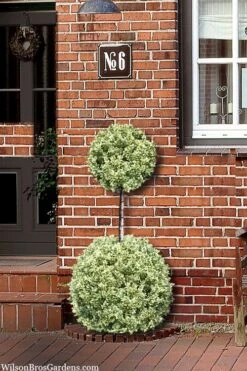Variegated Boxwood 2-Ball Poodle Tier Topiary - 5 Gallon Pot 11 Variegated Boxwood 2-Ball Poodle Tier Topiary - 5 Gallon Pot -Orchard Essence buxus sempervirens aureovariegata boxwood 2 ball poodle tier 8