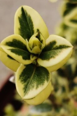 Variegated Boxwood (Buxus Sempervirens 'Aureovariegata') - 2 Gallon Pot - SALE -Orchard Essence buxus sempervirens aureovariegata variegated boxwood 1 3