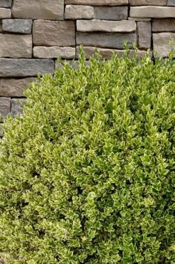 Variegated Boxwood (Buxus Sempervirens 'Aureovariegata') - 2 Gallon Pot -Orchard Essence buxus sempervirens aureovariegata variegated boxwood 10 1