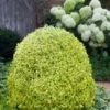 Variegated Boxwood (Buxus Sempervirens 'Aureovariegata') - 2 Gallon Pot -Orchard Essence buxus sempervirens aureovariegata variegated boxwood 5 1