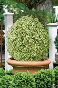 Elegans Variegated Boxwood - Buxus Sempervirens 'Elegantissima' - 2 Gallon Pot -Orchard Essence buxus sempervirens elegantissima variegated boxwood 101 2