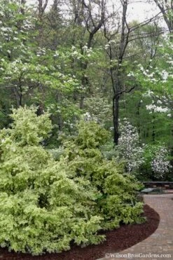 Elegans Variegated Boxwood - Buxus Sempervirens 'Elegantissima' - 6 Pack Of 1 Gallon Pots -Orchard Essence buxus sempervirens elegantissima variegated boxwood 102 3