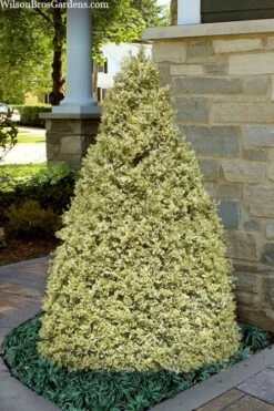 Elegans Variegated Boxwood - Buxus Sempervirens 'Elegantissima' - 1 Gallon Pot
