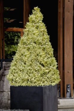 Elegans Variegated Boxwood - Buxus Sempervirens 'Elegantissima' - 6 Pack Of 1 Gallon Pots -Orchard Essence buxus sempervirens elegantissima variegated boxwood 105 3