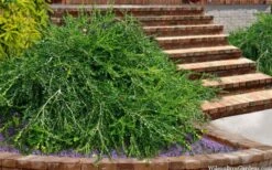 Unraveled Weeping Boxwood - 3 Gallon Pot -Orchard Essence buxus sempervirens unraveled weeping boxwood 15