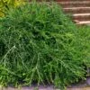 Unraveled Weeping Boxwood - 3 Gallon Pot -Orchard Essence buxus sempervirens unraveled weeping boxwood 16