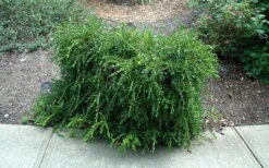 Unraveled Weeping Boxwood - 3 Gallon Pot -Orchard Essence buxus sempervirens unraveled weeping boxwood 7