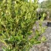 Sunburst Variegated Korean Boxwood - 1 Gallon Pot 2 Sunburst Variegated Korean Boxwood - 1 Gallon Pot -Orchard Essence buxus sinica sunburst variegated korean boxwood 2