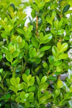 Winterstar Boxwood - 1 Gallon Pot -Orchard Essence buxus winterstar boxwood 1 1