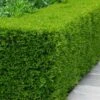 Winterstar Boxwood - 1 Gallon Pot -Orchard Essence buxus winterstar boxwood 2 1