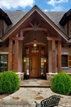 Winterstar Boxwood - 2 Gallon Pot -Orchard Essence buxus winterstar boxwood 3