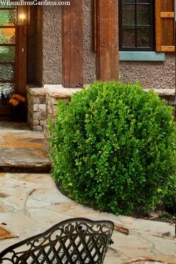 Winterstar Boxwood - 1 Gallon Pot -Orchard Essence buxus winterstar boxwood 4 1
