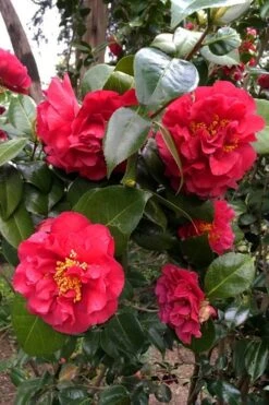 Turandot Camellia Japonica - 7 Gallon Pot -Orchard Essence caellia turandot 20 1