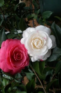 April Dawn Cold Hardy Camellia Japonica - 1 Gallon Pot -Orchard Essence camellia april dawn 21 1
