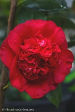 April Tryst Camellia Japonica - 3 Gallon Pot -Orchard Essence camellia april tryst 21 2