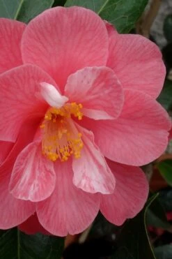Coral Delight Camellia Hybrid - 1 Gallon Pot -Orchard Essence camellia coral delight 3