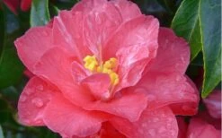 Coral Delight Camellia Hybrid - 1 Gallon Pot -Orchard Essence camellia coral delight 5
