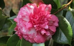 Sacred Dance Camellia Japonica 'Daikagura' - 1 Gallon Pot -Orchard Essence camellia daikagura 20 1