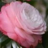 Desire Camellia Japonica - 1 Gallon Pot 1 Desire Camellia Japonica - 1 Gallon Pot -Orchard Essence camellia desire 1