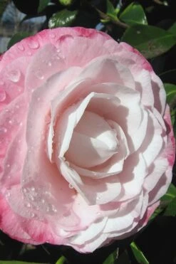 Desire Camellia Japonica - 1 Gallon Pot 11 Desire Camellia Japonica - 1 Gallon Pot -Orchard Essence camellia desire 2