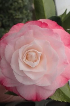 Desire Camellia Japonica - 3 Gallon Pot 10 Desire Camellia Japonica - 3 Gallon Pot -Orchard Essence camellia desire 3 1