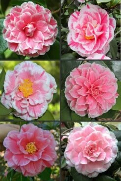 Brilliant Gem Fragrant Camellia Japonica 'Herme' - 1 Gallon Pot -Orchard Essence camellia herrmes 1