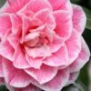 Brilliant Gem Fragrant Camellia Japonica - Herme - 3 Gallon Pot 2 Brilliant Gem Fragrant Camellia Japonica - Herme - 3 Gallon Pot -Orchard Essence camellia herrmes 5 1