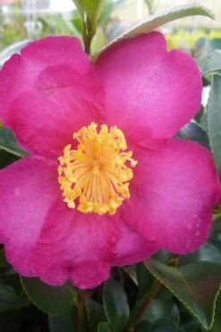 Hiryu Camellia Sasanqua - 3 Gallon Pot 12 Hiryu Camellia Sasanqua - 3 Gallon Pot -Orchard Essence camellia hiryu 2