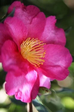 Hiryu Camellia Sasanqua - 3 Gallon Pot 11 Hiryu Camellia Sasanqua - 3 Gallon Pot -Orchard Essence camellia hiryu 3