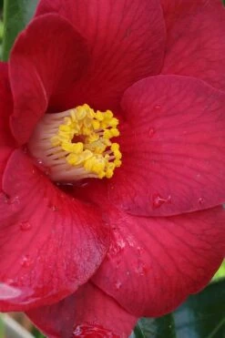 Adeyaka Camellia Japonica - 3 Gallon Pot -Orchard Essence camellia japonica adeyaka 1