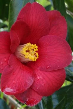 Adeyaka Camellia Japonica - 3 Gallon Pot