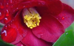 Adeyaka Camellia Japonica - 3 Gallon Pot -Orchard Essence camellia japonica adeyaka 3