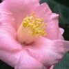 Isaribi Camellia Japonica - 3 Gallon Pot -Orchard Essence camellia japonica isaribi 6